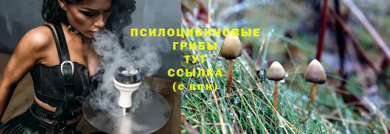 mega маркетплейс  Горячий Ключ  Псилоцибиновые грибы MAGIC MUSHROOMS 